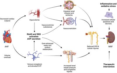 Insights of Worsening Renal Function in Type 1 Cardiorenal Syndrome: From the Pathogenesis, Biomarkers to Treatment